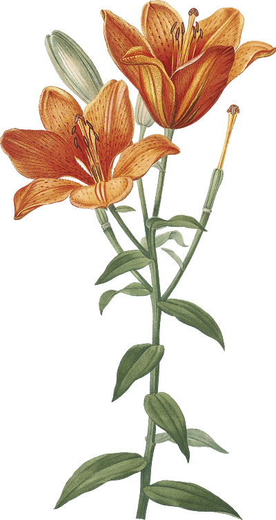 Ornament