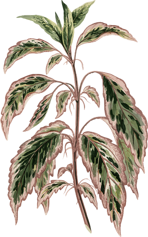 Ornament